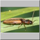 Dalopius marginatus - Geraendeter Schnellkaefer 02b 6-7mm.jpg